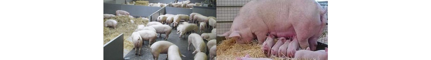 Инновационные корма для свиней