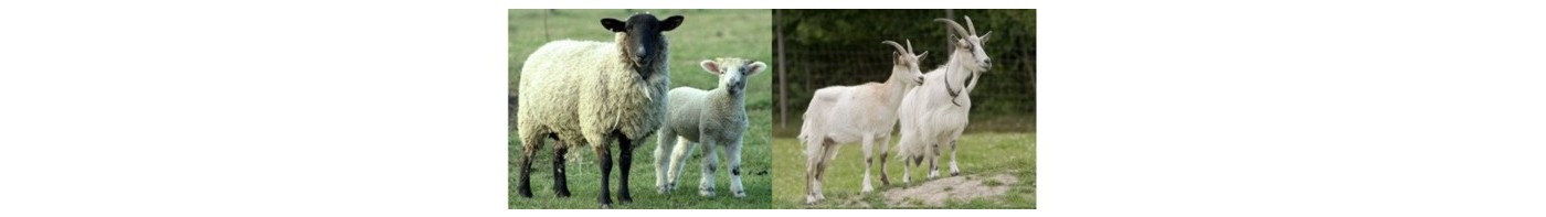 Высококачественные корма для овец и коз